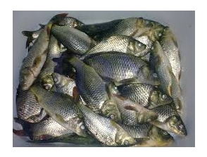תמונה של - שוק הדגים